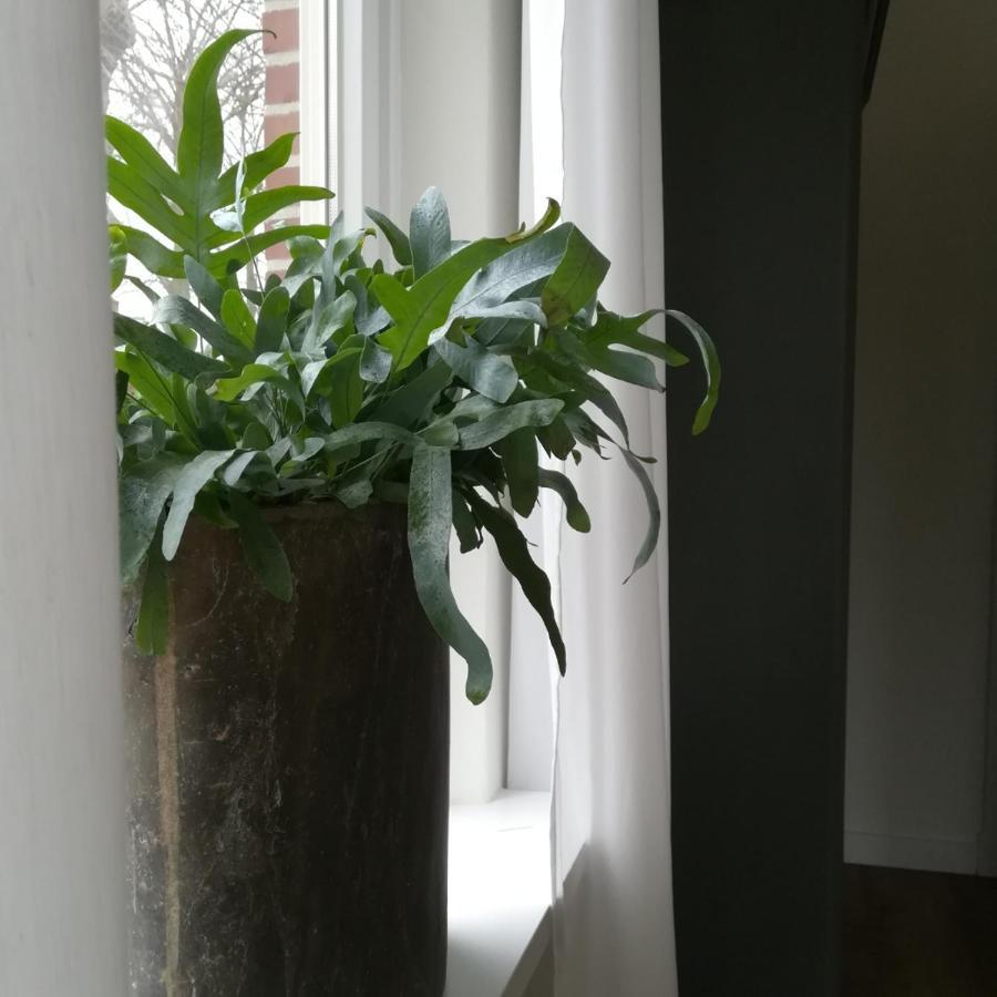 B&B Het Klontje Vriescheloo Buitenkant foto